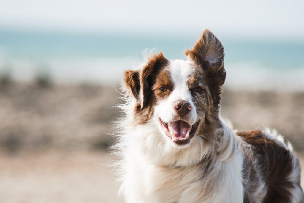 Glad hund på stranden